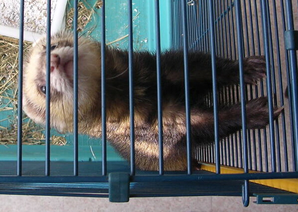 site de rencontre pour furet